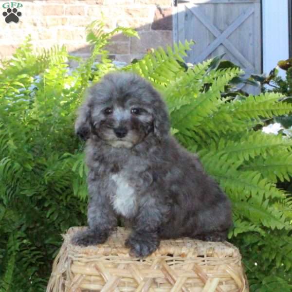 Beauty, Bich-Poo Puppy